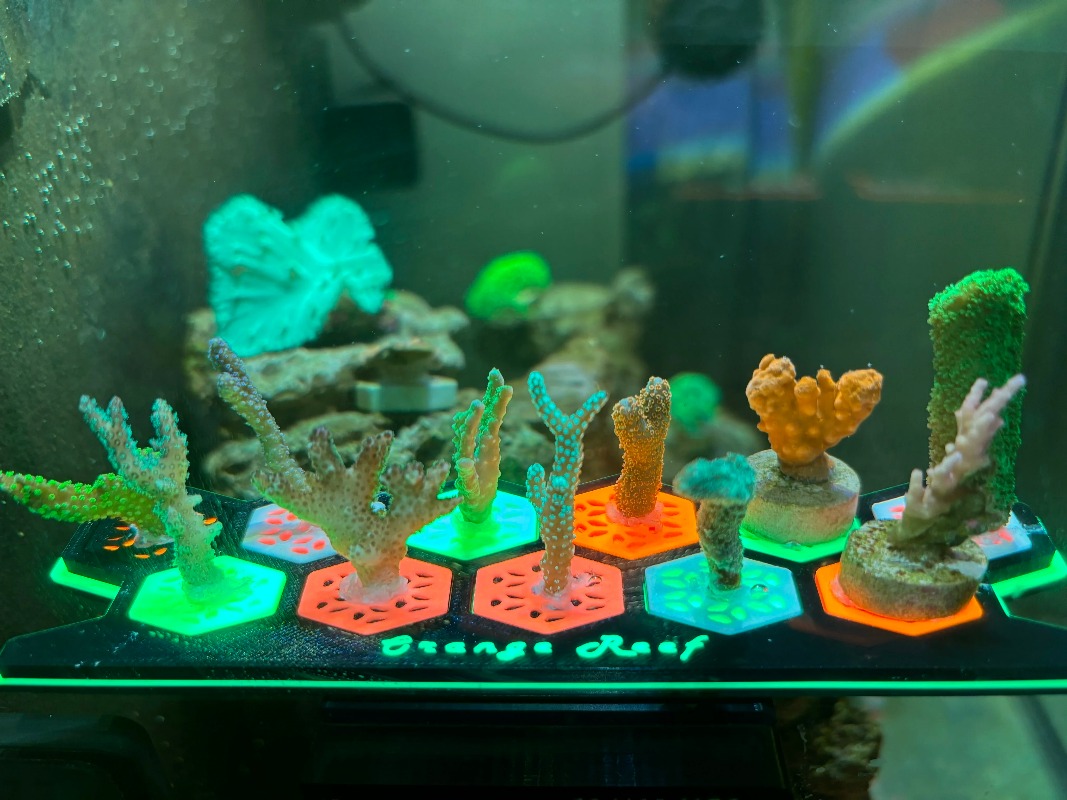 Bases de reproduction de corai - Aquarium Fish Reproduction avis et prix