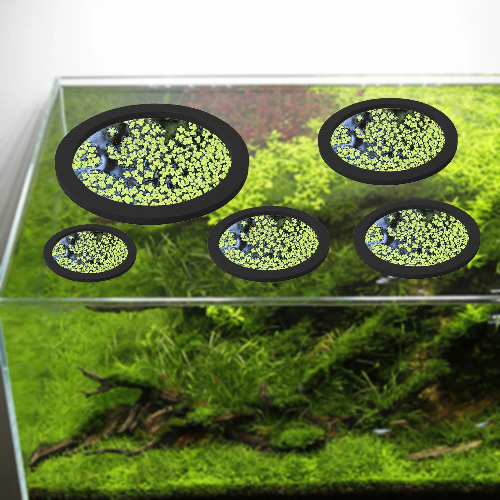 Anneaux d'Alimentation pour Aq - Aquarium Fish Real avis et prix