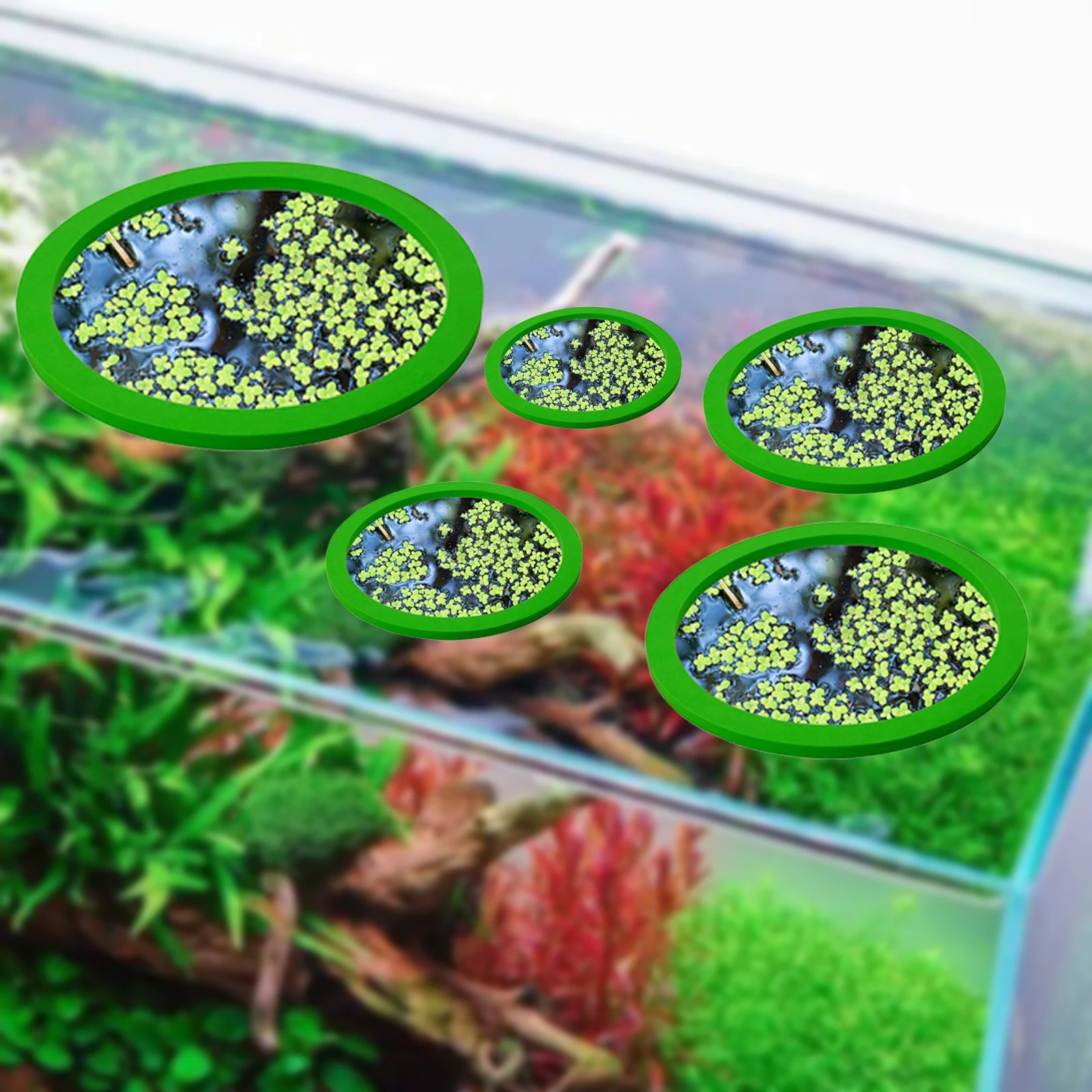 Anneaux d'Alimentation pour Aq - Aquarium Fish Real avis et prix